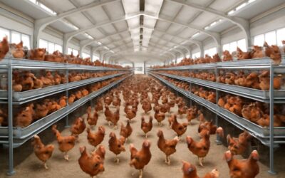 Innovative Trends to Watch in Poultry Farm 2024 for a More Sustainable and Profitable Future