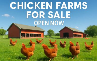Discover the Best Deals on a Chicken Farm Near Me for Sale Open Now—Don’t Miss Out!
