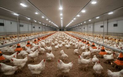 Boost Yields with a poultry farm lighting system for healthier flocks