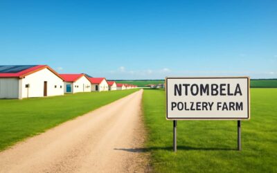 Explore where is ntombela poultry farm: a local poultry hotspot you should know