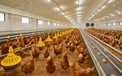 Maximize yields with smart gear: equipment for poultry farm success