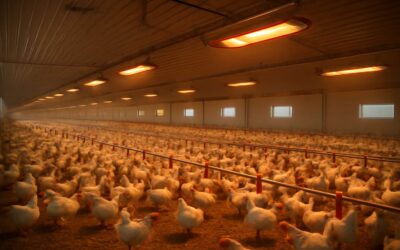 poultry farm heater: warm, efficient, cost-saving solution for your flock.