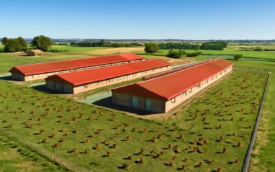 Discover chicken farm for sale in bapsfontein: your turnkey rural opportunity.