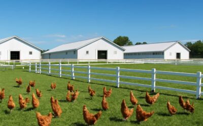 Taste the difference at a poultry farm in palmview, fresh eggs daily.