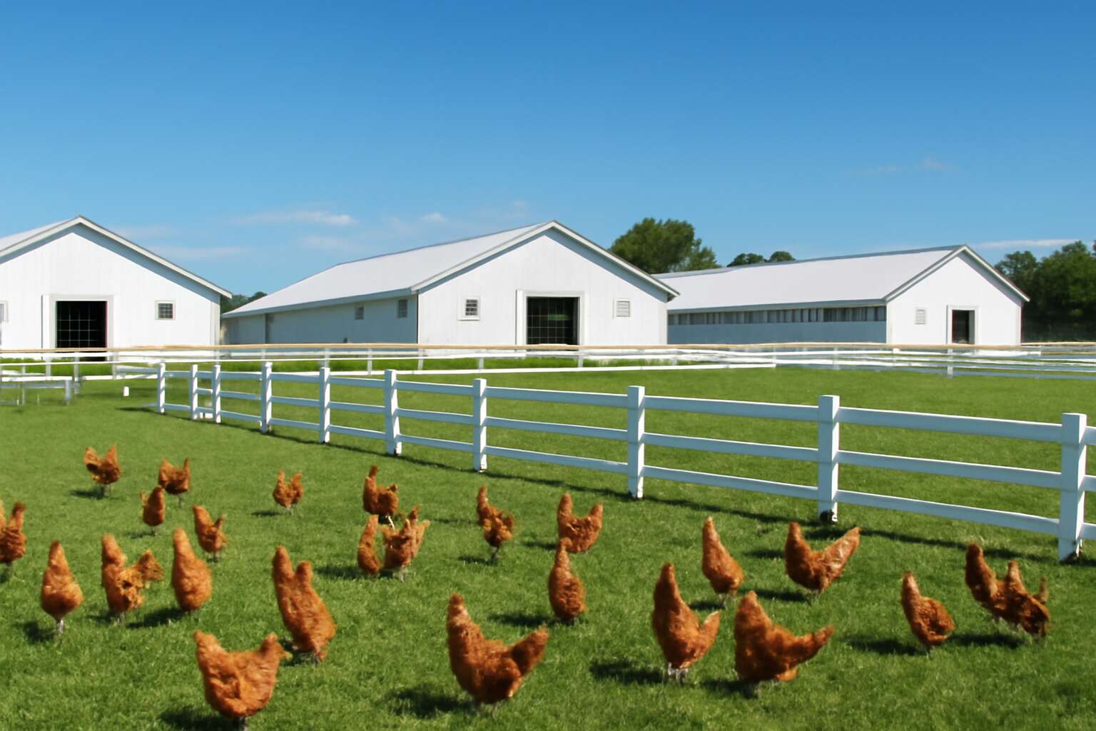 Taste The Difference At A Poultry Farm In Palmview Fresh Eggs Daily Taste The Difference At A Poultry Farm In Palmview Fresh Eggs Daily