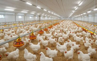 Maximize profits with smart budgeting: poultry farm cost for 500 birds and setup tips.