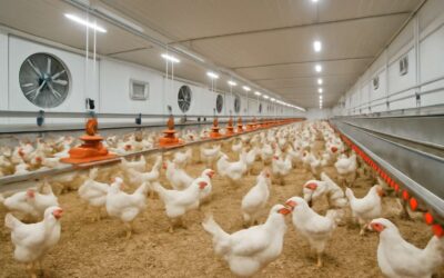 Boost Yields with poultry farm equipment: Smart Solutions for Every Coop