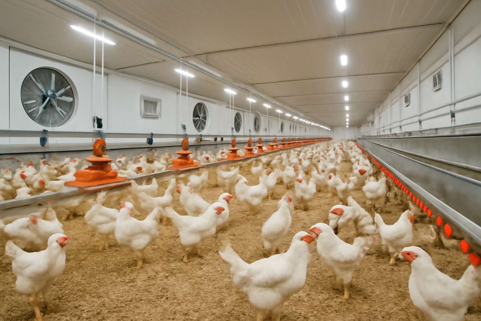 poultry farm equipment
