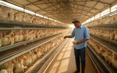 poultry farm ahmedabad: a thriving hub for healthy birds and smart profits.